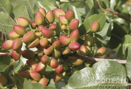 El Valle del Guadiato se beneficia de un proyecto de Diversificación Agrícola  